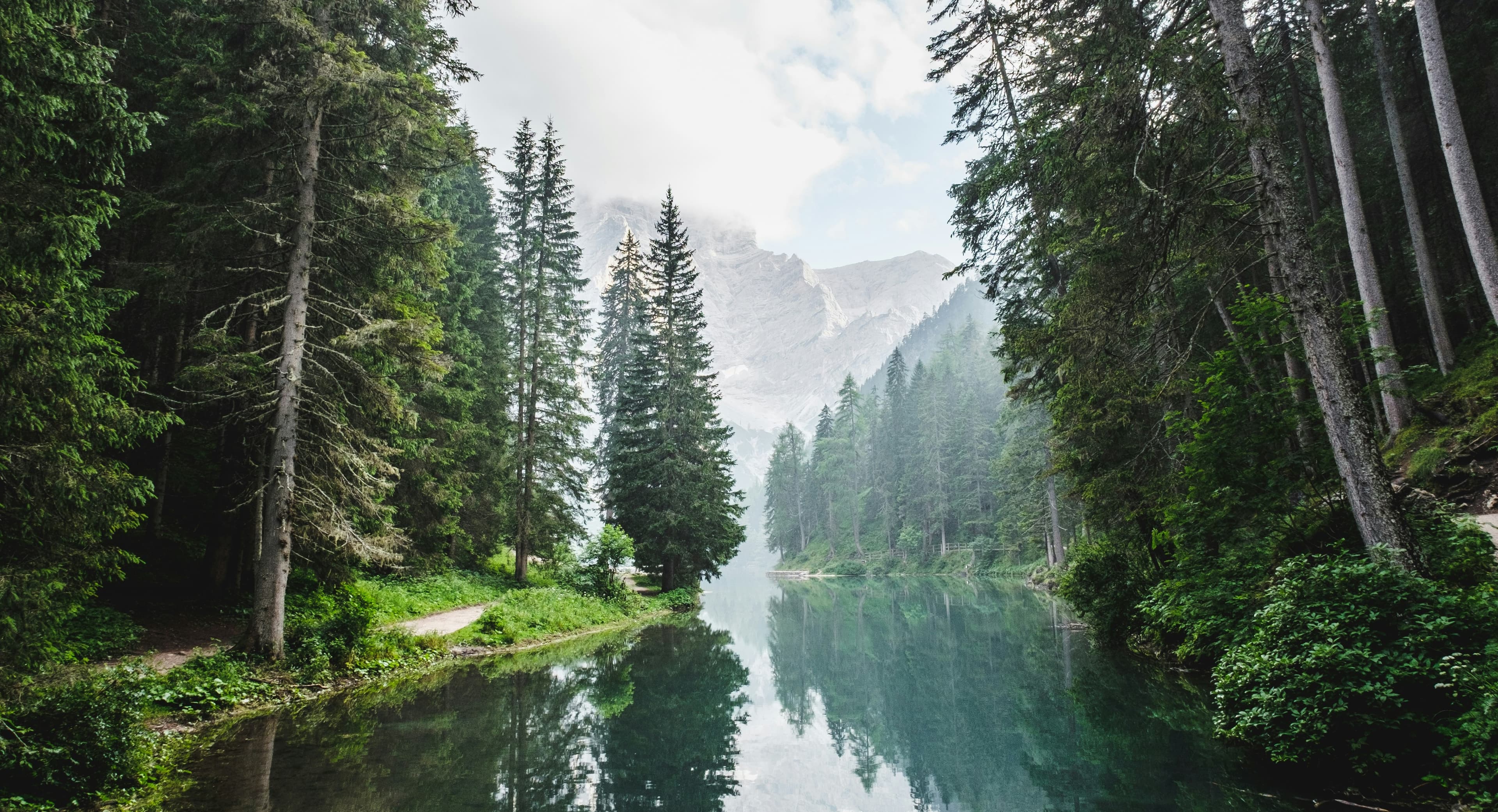 A river cutting a lush forest